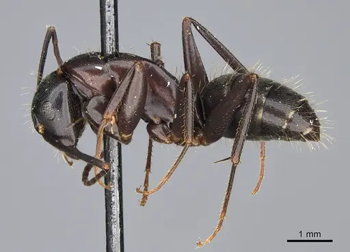 Camponotus vicinus - CASENT0923683