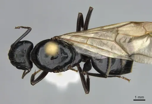 Camponotus vicinus - CASENT0923684