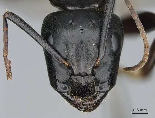 Camponotus vicinus - CASENT0923684