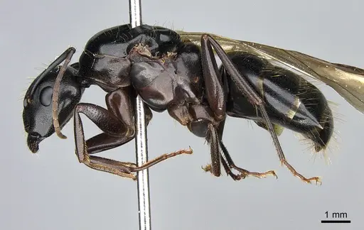 Camponotus vicinus - CASENT0923684