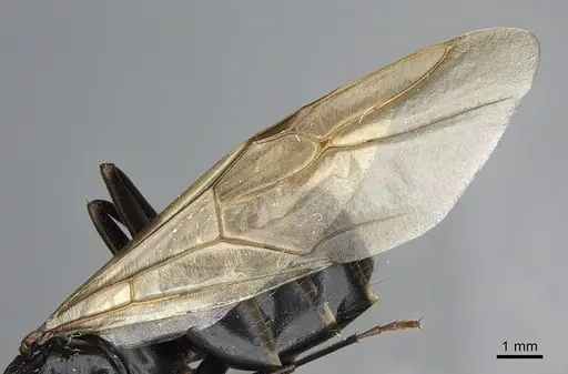 Camponotus vicinus - CASENT0923684