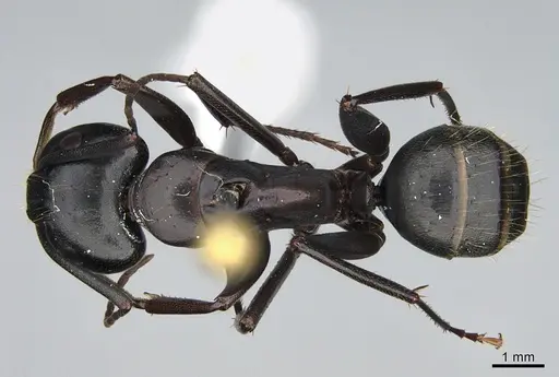 Camponotus vicinus - CASENT0923685