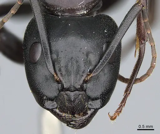 Camponotus vicinus - CASENT0923685
