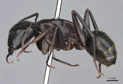 Camponotus vicinus - CASENT0923685
