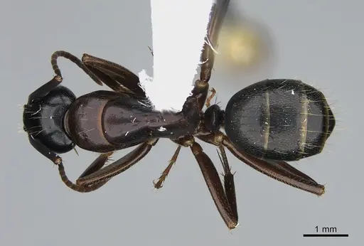 Camponotus vicinus - CASENT0923686