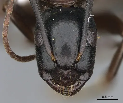 Camponotus vicinus - CASENT0923686