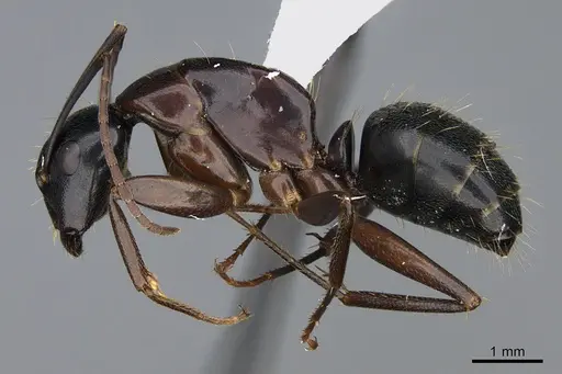 Camponotus vicinus - CASENT0923686