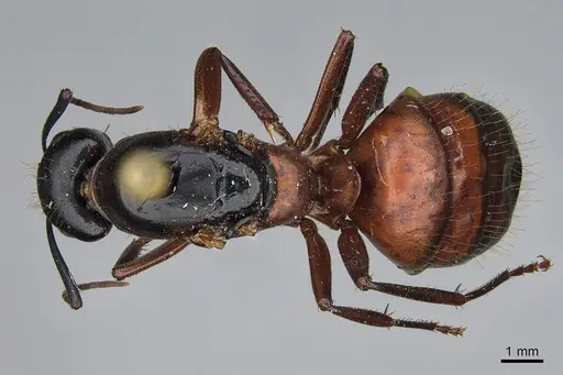 Camponotus vicinus - CASENT0923687
