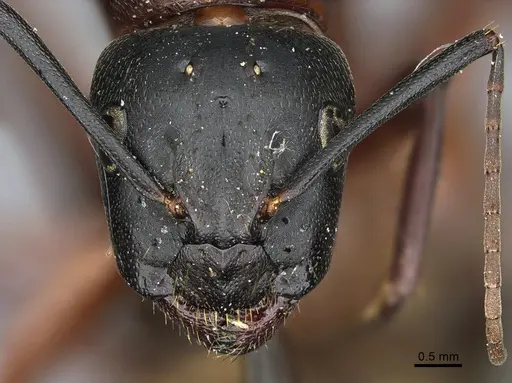 Camponotus vicinus - CASENT0923687