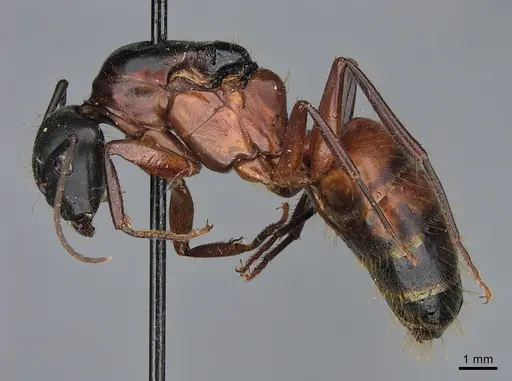 Camponotus vicinus - CASENT0923687