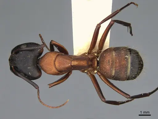 Camponotus vicinus - CASENT0923688