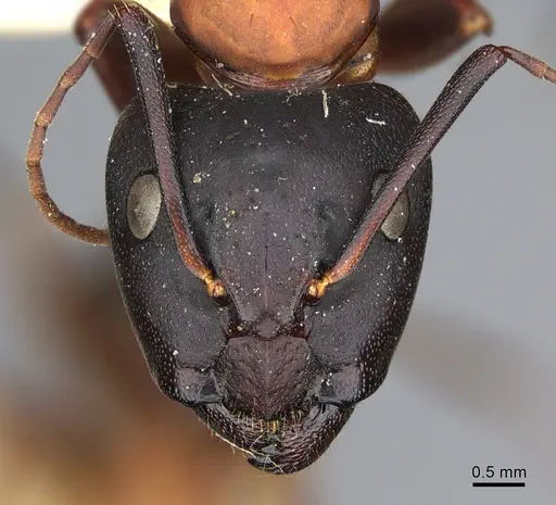 Camponotus vicinus - CASENT0923688