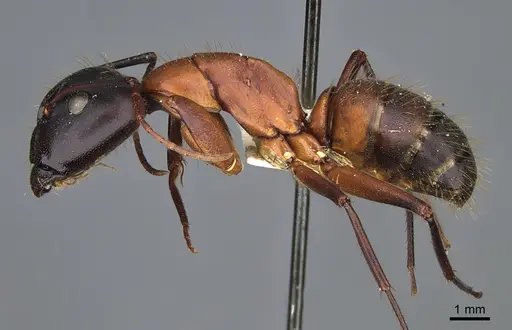 Camponotus vicinus - CASENT0923688