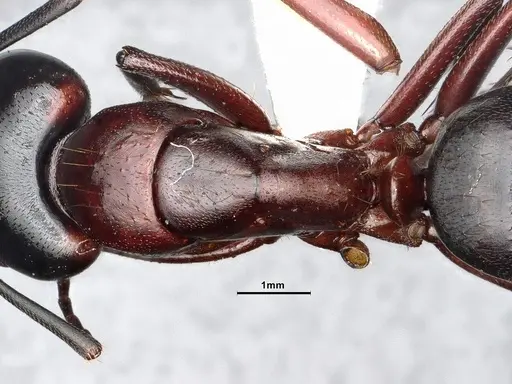 Camponotus vicinus - CASENT4031320