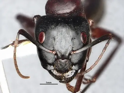 Camponotus vicinus - CASENT4031320