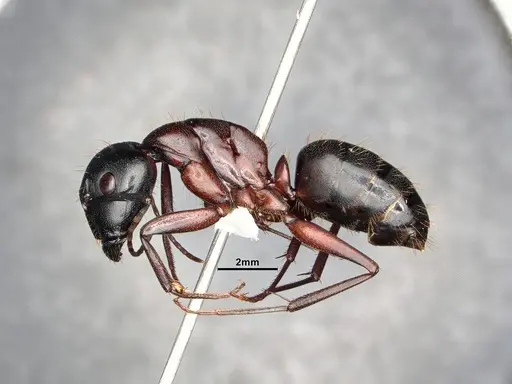 Camponotus vicinus - CASENT4031320