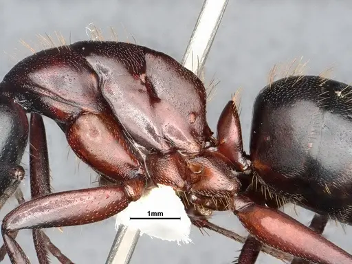 Camponotus vicinus - CASENT4031320