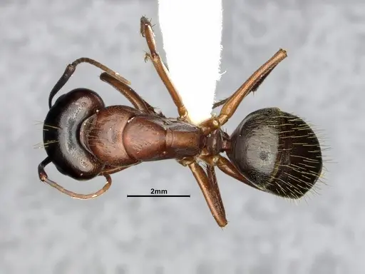 Camponotus vicinus - CASENT4031441