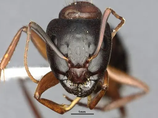 Camponotus vicinus - CASENT4031441