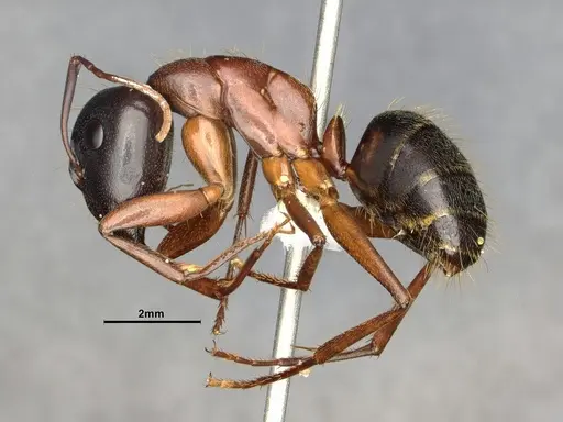 Camponotus vicinus - CASENT4031441