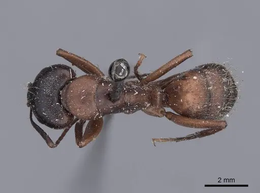 Camponotus vicinus - FMNHINS0000045948