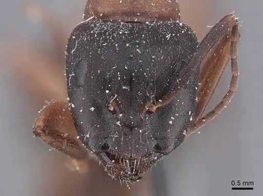 Camponotus vicinus - FMNHINS0000045948