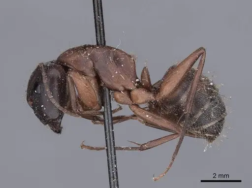 Camponotus vicinus - FMNHINS0000045948