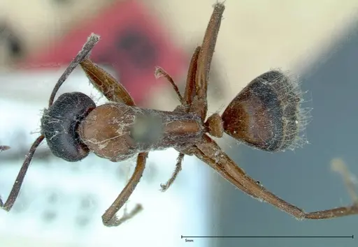Camponotus vicinus - FOCOL0117