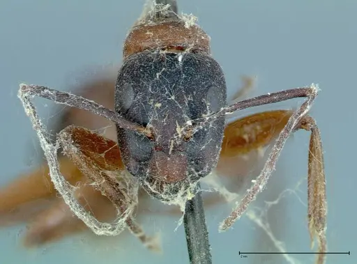 Camponotus vicinus - FOCOL0117