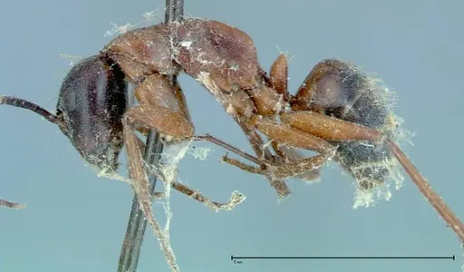 Camponotus vicinus - FOCOL0117