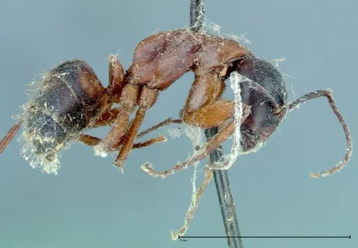 Camponotus vicinus - FOCOL0117