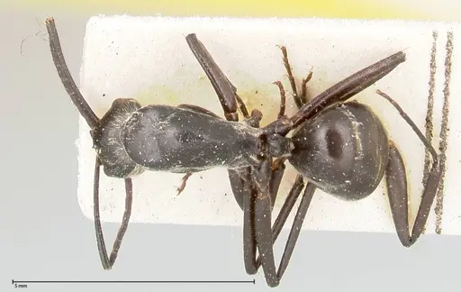 Camponotus viehmeyeri specimen