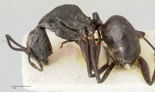Camponotus viehmeyeri specimen