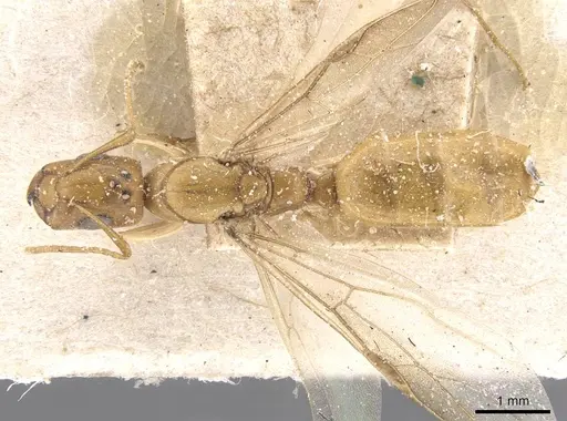 Camponotus viri specimen