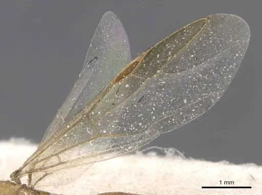 Camponotus viri specimen