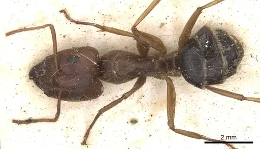 Camponotus virulens specimen