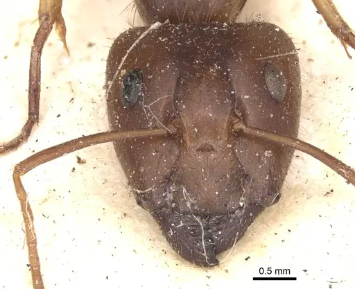Camponotus virulens specimen