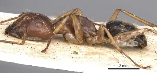 Camponotus virulens specimen