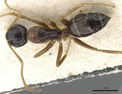 Camponotus vitiosus specimen
