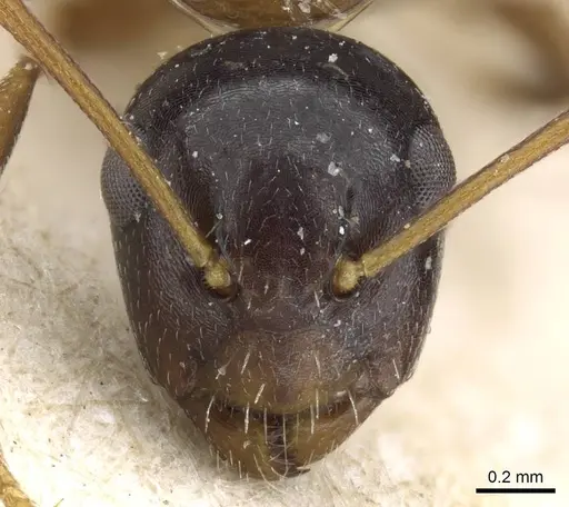Camponotus vitiosus specimen