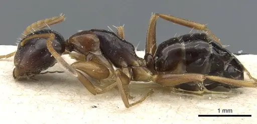 Camponotus vitiosus specimen