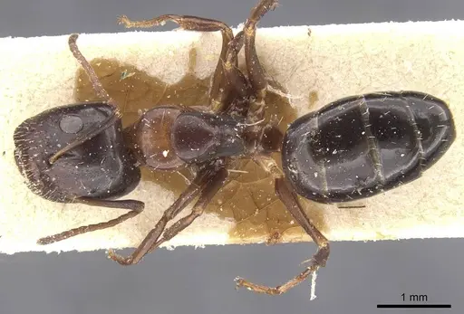 Camponotus vitiosus - CASENT0911667