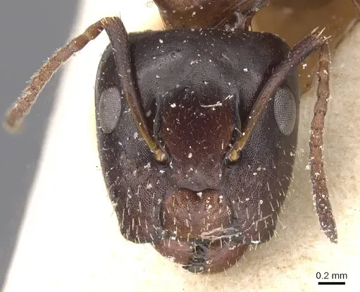 Camponotus vitiosus - CASENT0911667