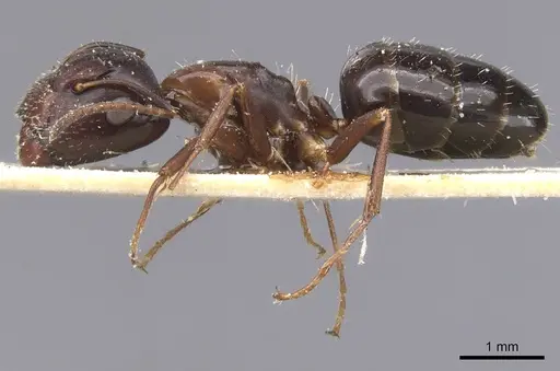 Camponotus vitiosus - CASENT0911667