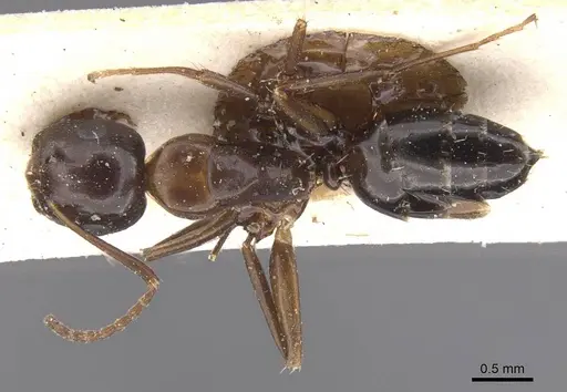 Camponotus vitiosus - CASENT0911668