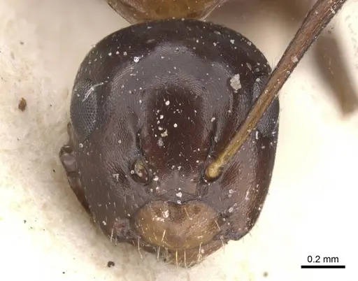 Camponotus vitiosus - CASENT0911668