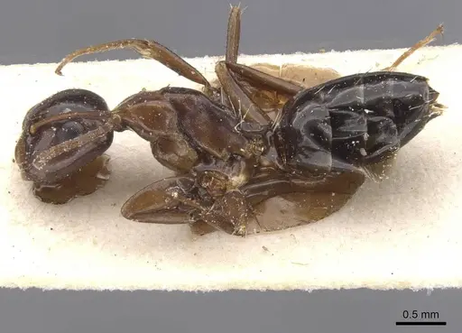 Camponotus vitiosus - CASENT0911668