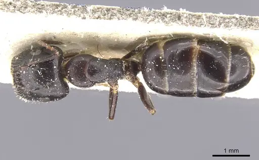 Camponotus vitiosus - CASENT0911669