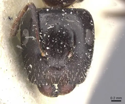 Camponotus vitiosus - CASENT0911669