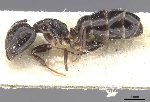 Camponotus vitiosus - CASENT0911669